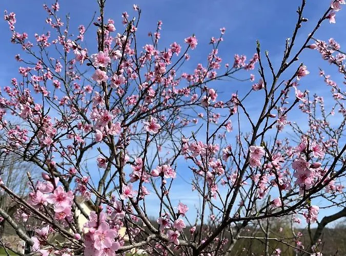 Dom wakacyjny Chateau Canteloup *